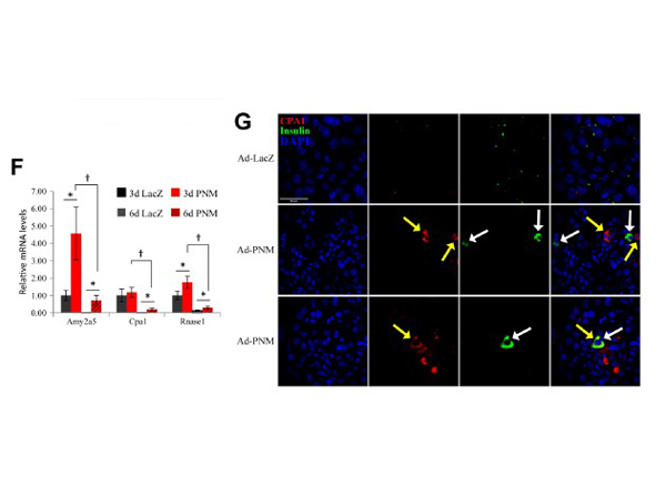 Immunofluorescence using Carboxypeptidase A